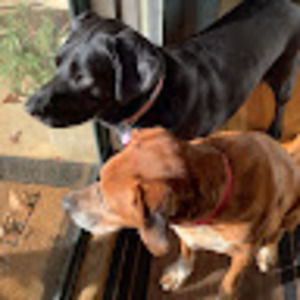 Meet your Posher, Carmen